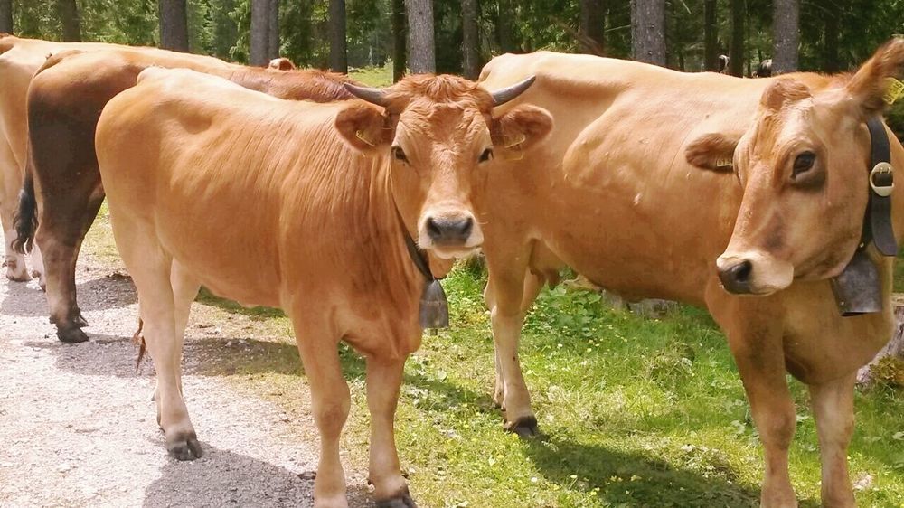 Gasthof Zum Rassen Garmisch-Partenkirchen Buitenkant foto
